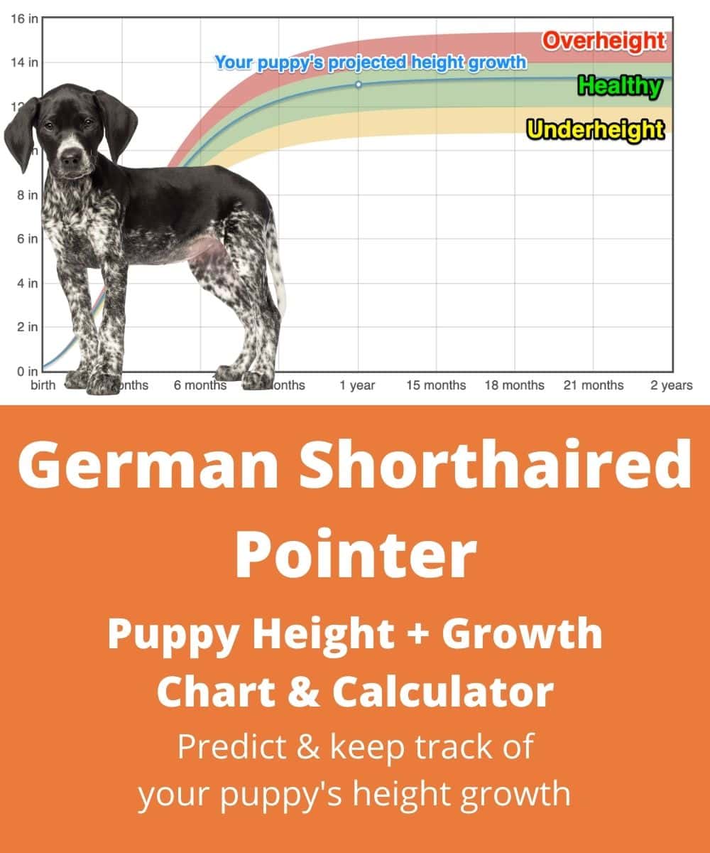 German Shorthaired Pointer Height+Growth Chart How Tall Will My